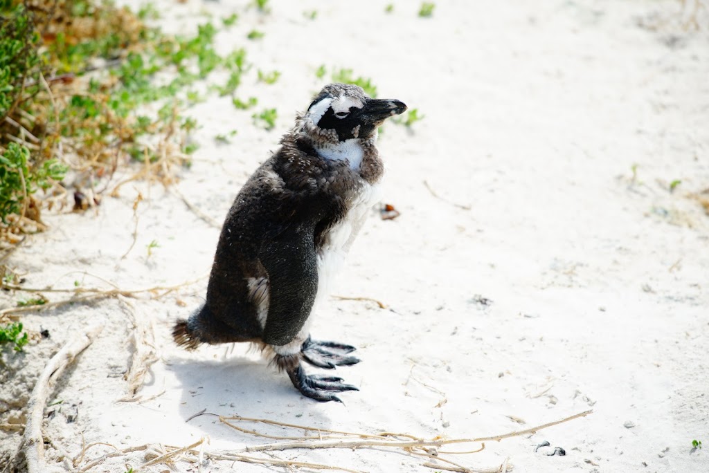 African penguin colony in Boulders Beach, Cape Town, South Africa