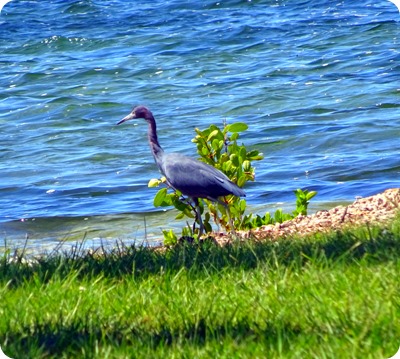 blue heron