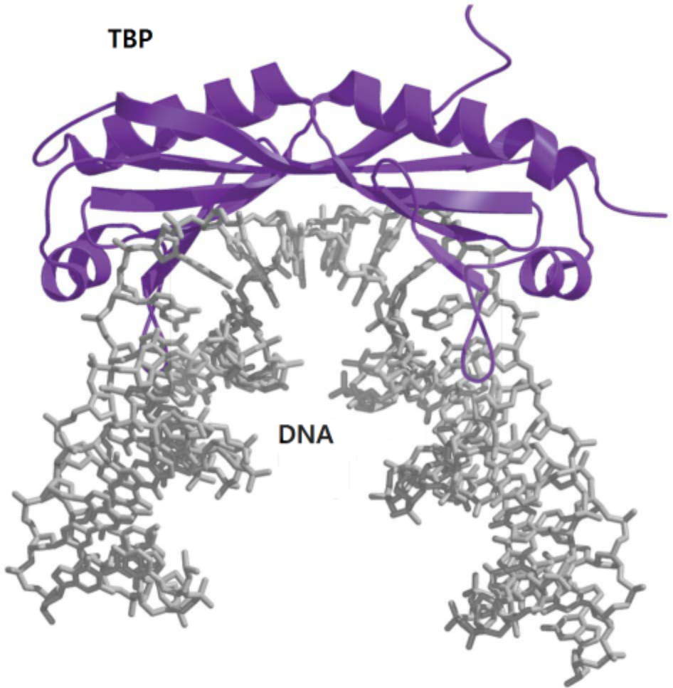 파일:TBP_DNA_complex.png