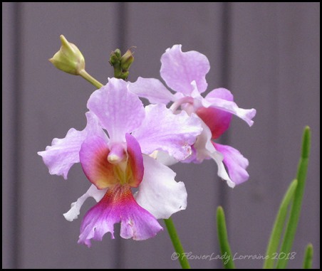 04-21-vanda-miss-joachimjpg