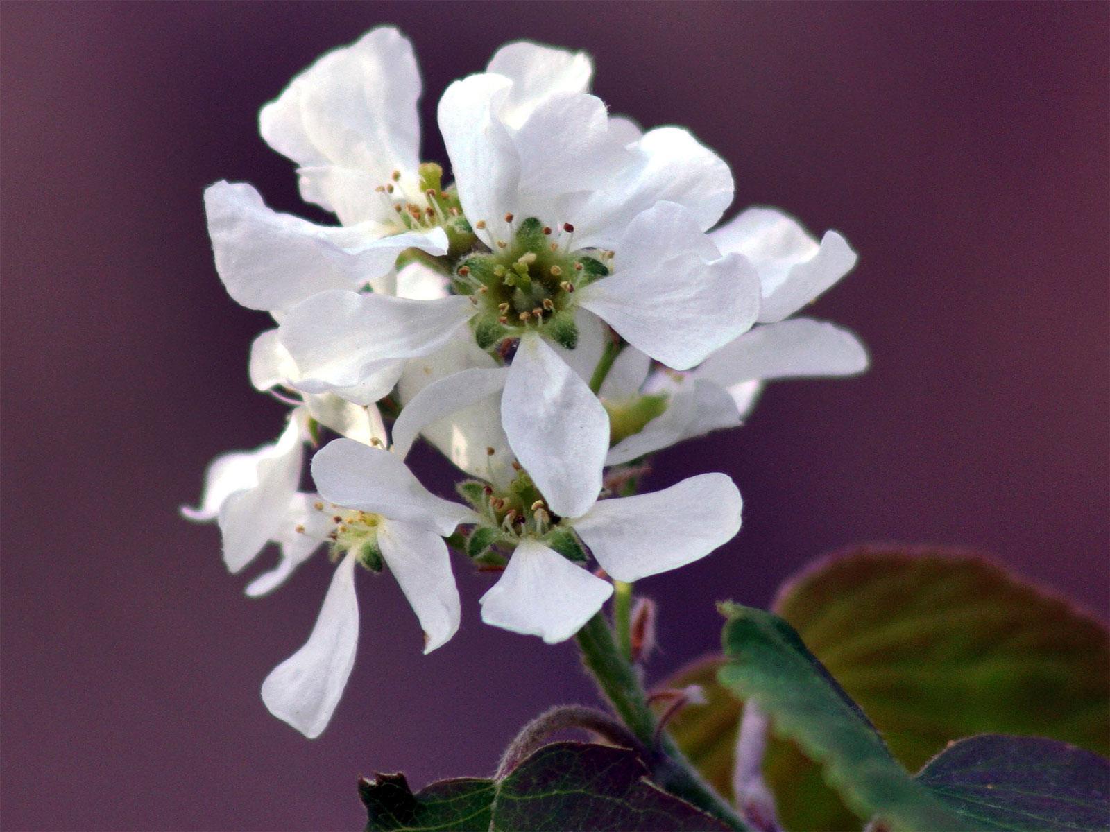 wedding flowers background