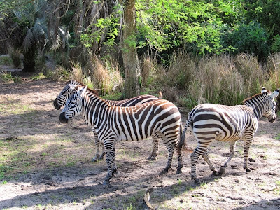 ANIMAL KINGDOM Y HOLLYWOOD STUDIOS - DISNEYWORLD, PLAYAS DE FLORIDA Y NAVEGANDO POR EL CARIBE (8)