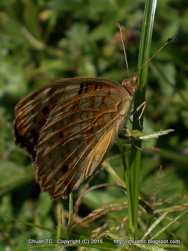 Unidentified Butterfly - Help With The ID Please (click to enlarge)