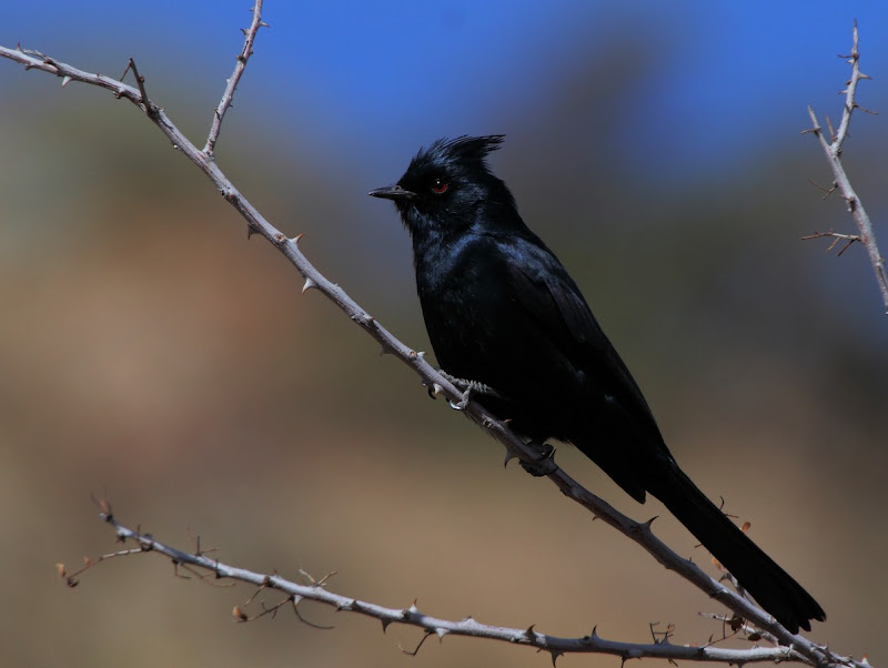 IMAGE: https://lh3.googleusercontent.com/-ZH0qO-RsoV8/T5FMmkK_JNI/AAAAAAABR5M/D5_Kj_10DlI/s800/WS_102054r.jpg