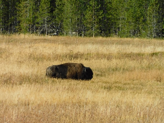 C191_USA WY Yellowstone NP West Entrance Rd_2018-09-26_DSCN2819