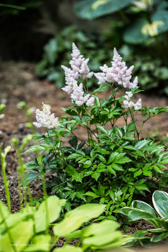 Astilbe arendsii Sister Theresa Astilbe-sister-theresa-130715-55rm