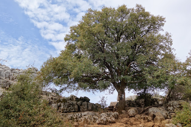 El Torcal de Antequera (Málaga). Los tornillos de piedra. - Recorriendo Andalucía. (8)