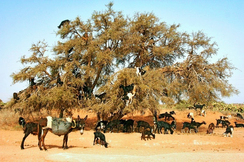 goats-argan-trees-6 goats-argan-trees-6