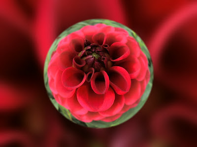 ｇｏｏｄ ｂａｌａｎｃｅ 深紅のダリアの花びらが整然 パープル色の実がカオス状態 フィットネス ｌｓｄ練習 木曜日 ビバ つぶやき日記 Masamicchiのブログ 青い風 切って走れ あの島へ