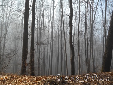 nebbia bosco