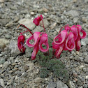 Exotic Bleeding Heart