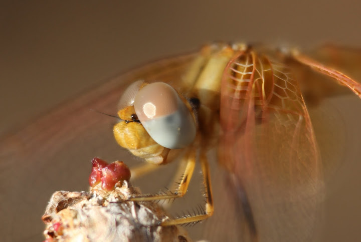 libellules IMG_1064