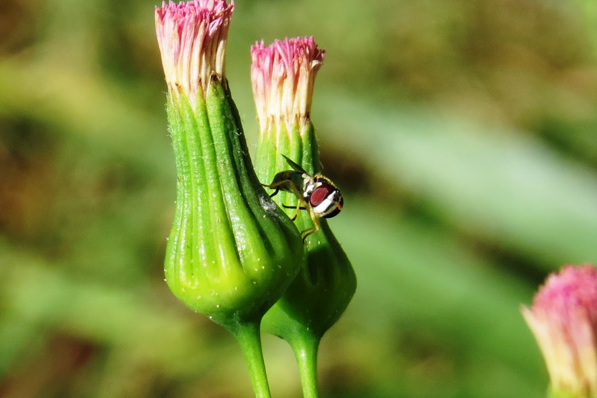 Mosca-das-flores