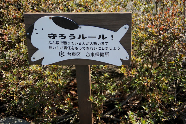 日本．東京．淺草寺．櫻花