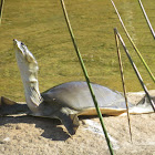 Indian Flapshell Turtle