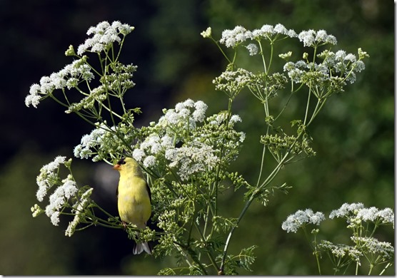 anacortes goldfinch 062815 00000