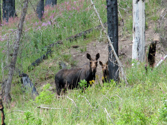 Mama moose and calf