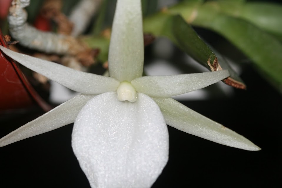 Angraecum didierii IMG_1530