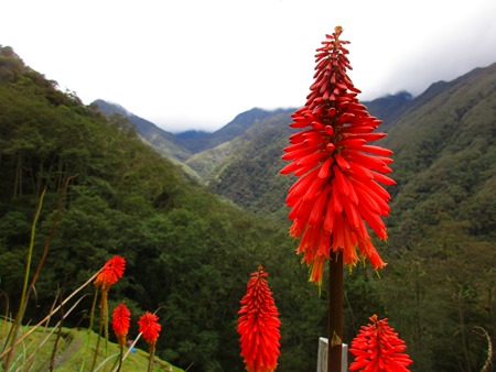 finca la Montaña, Cocora