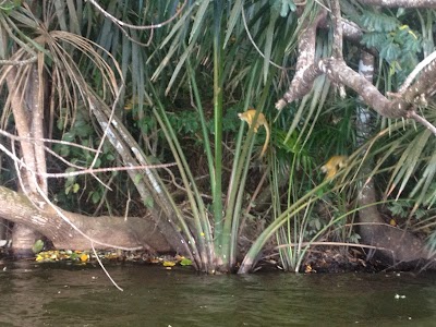 Photos of Parque Nacional Madidi