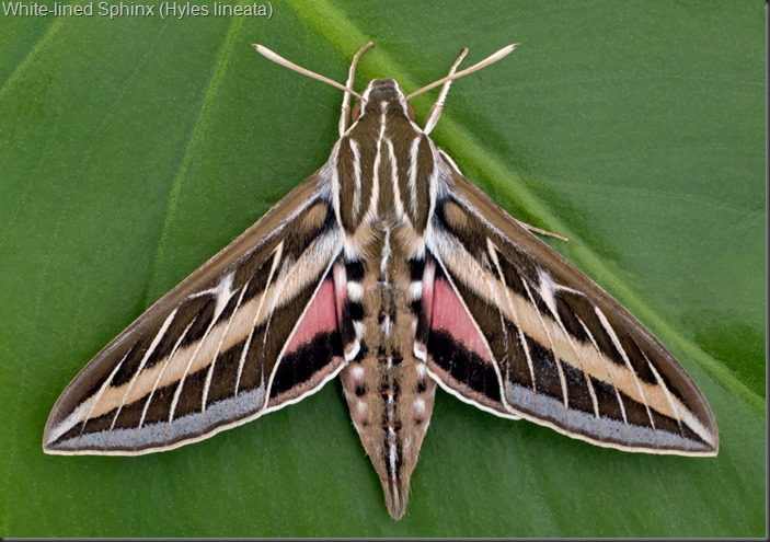 White-lined-Sphinx