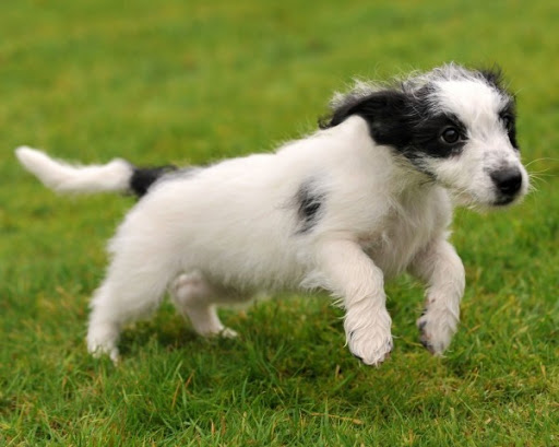 dog-training photo:dog training in san antonio 