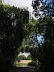 Weeping Willows at Bruisyard Arch