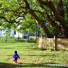 How to Teach a Toddler About Trees