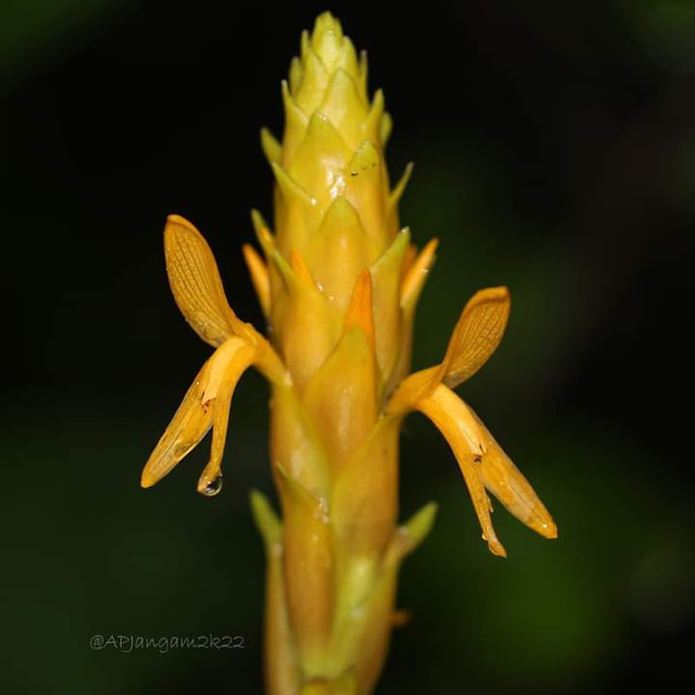 Zingiber neesanum 💛Zingiberaceae Endemic to Western Ghats.Kolhapur,Maharashtra Indi