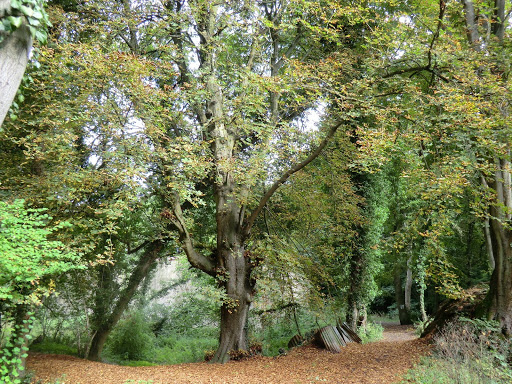 CIMG8674 Woodland path through the old Gunpowder Mills