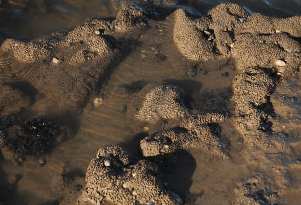 32-honeycomb-worms