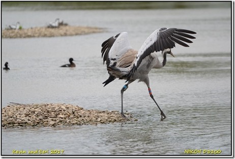 Slimbridge WWT - May