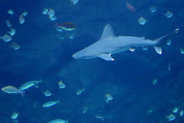 桃園 青埔 親子景點  Xpark 水族館 企鵝 水母 水豚君