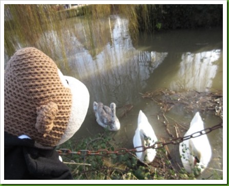 Swans and Cygnet. 1