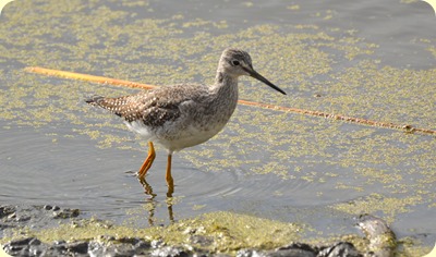 Greater Yellowlegs