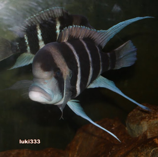 Cyphotilapia sp north burundi - Página 12 IMG_9508