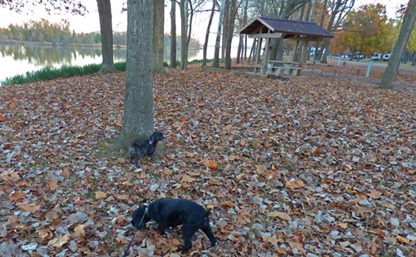 Maumelle Park Campground, Bubba and Skruffy