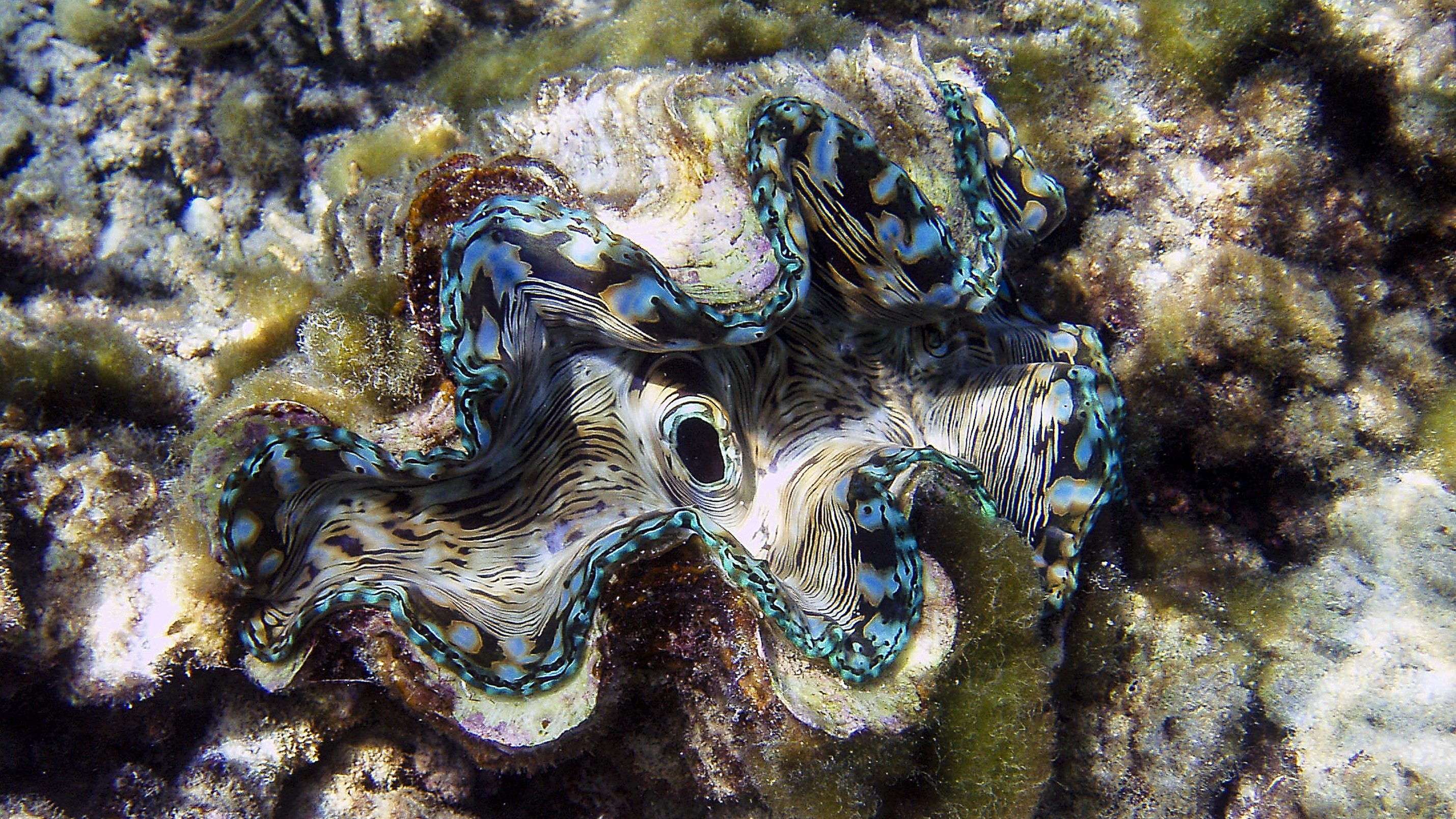 Tridacna  di D. Costantini