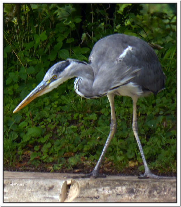 heron