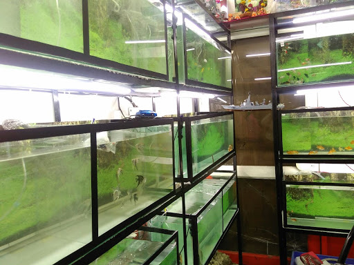 VANKHANDI FISH AQUARIUM, 7259/1, GROUND FLOOR, AJENDRA MARKET, PREM NAGAR,, OPPOSITE CHADDA BHAWAN, NEAR DREAM PALACE BANQUET HALL, Delhi, 110007, India, Aquarium, state DL