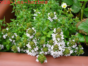 Thym citron en fleur fleurs de thym citron.jpg
