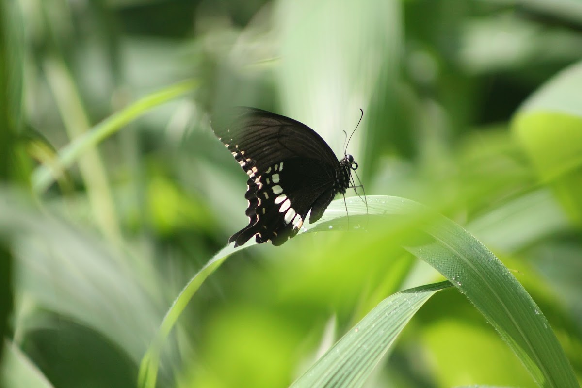 Common Mormon (Male)