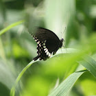 Common Mormon (Male)