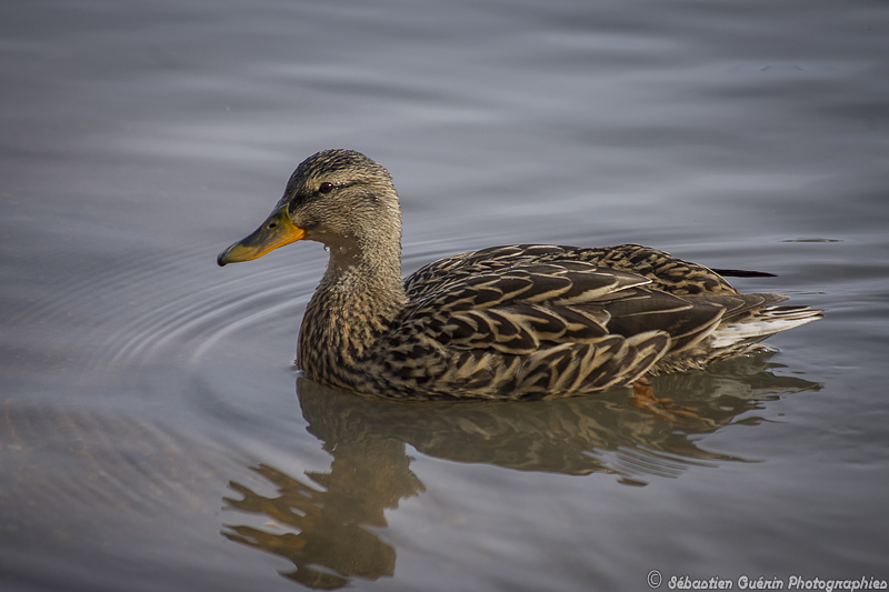 La danse des canards (Kx 50-200) _IGP0599