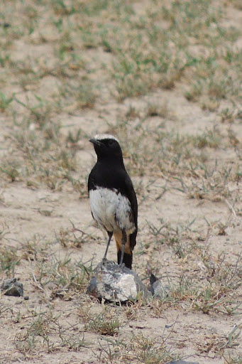 2520Stonechat