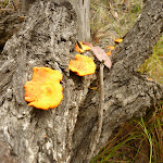 Fungi near Mt Sugarloaf (341746)