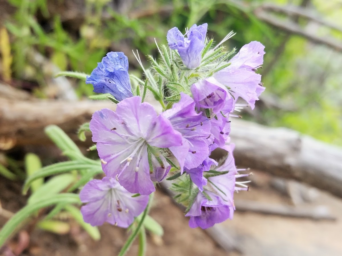 Threadleaf Phacelia