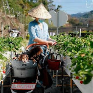 大湖 紅色琉璃瓦草莓園 ＆ SUHU Café 舒服生活