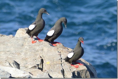 nl_bonavista_elliston_d2_13