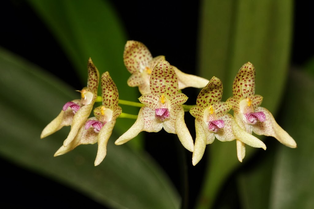 Bulbophyllum guttulatum IMG_1565